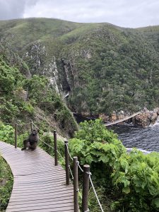 Ein Holzsteg führt durch eine grüne Landschaft mit Hügeln und Bäumen. Im Vordergrund sitzt ein Tier auf dem Weg, während im Hintergrund eine Küstenlinie mit Wasser und Felsen zu sehen ist. An einer Stelle fließt ein Wasserfall in die Nähe des Stegs. Der Himmel ist bewölkt.