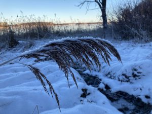 Frostbedeckte Gräser am Rand eines schneebedeckten Gebiets, mit einem ruhigen Gewässer im Hintergrund und einer Baumreihe in der Ferne.