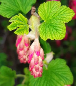 Blütenstände einer Pflanze mit pinkfarbenen, teils weißen Blüten und grünen Blättern.
