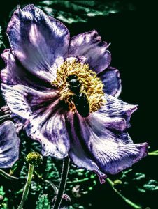 Eine große, lila Blume mit einem gelben Zentrum, auf der eine Biene sitzt. Der Hintergrund ist dunkel und hebt die Blume hervor.