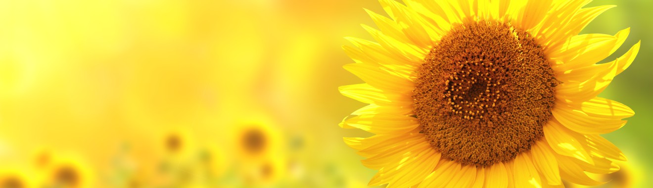 Ein leuchtend gelber Sonnenblumenkopf vor einem weichen, gelben Hintergrund. Die Blütenblätter sind strahlend und die Mitte der Blume ist dunkelbraun. Im Hintergrund sind unscharfe weitere Sonnenblumen zu erkennen.