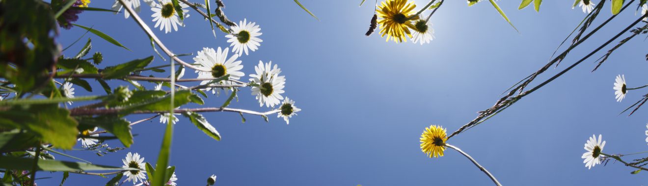 Blick von unten auf eine Wiese mit verschiedenen Blumen, darunter Gänseblümchen und Löwenzahn, unter einem klaren blauen Himmel.