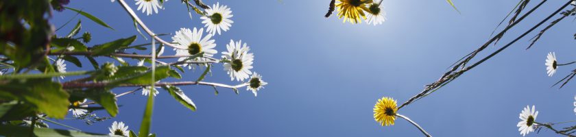 Blick von unten auf eine Wiese mit verschiedenen Blumen, darunter Gänseblümchen und Löwenzahn, unter einem klaren blauen Himmel.