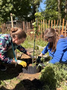 Zwei Personen pflanzen gemeinsam eine junge Pflanze in einem Garten. Eine Person trägt bunte Kleidung und Gartenhandschuhe, während die andere Person in einem blauen Oberteil gekleidet ist. Im Hintergrund sind ein Holzzaun und Bäume sichtbar. Der Boden ist bearbeitet und es ist ein sonniger Tag.